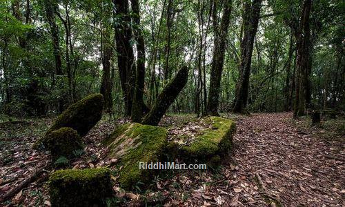 Mawphlang Sacred Forest